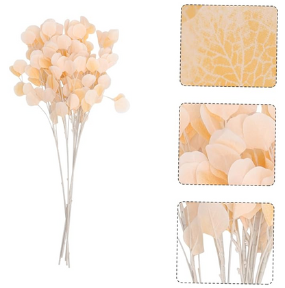 MA549 - Peach Eucalyptus Silver Dollar - 32'