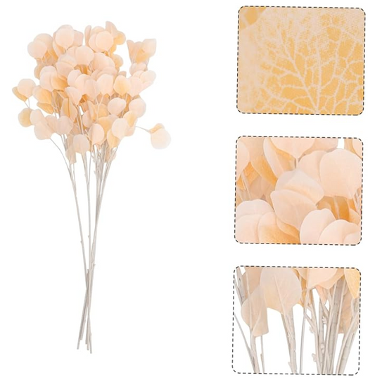 MA549 - Peach Eucalyptus Silver Dollar - 32'