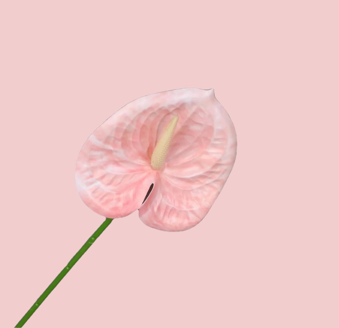 MA553 - Pink Anthurium Flower – 27"